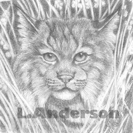 Illusive Lynx