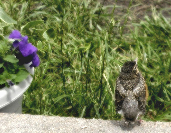 Little visitor
