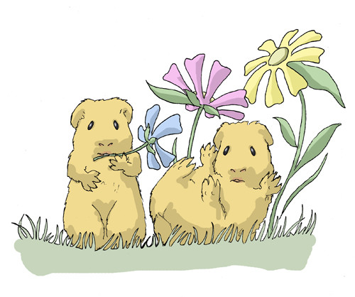 NAUGHTY Guinea Pigs