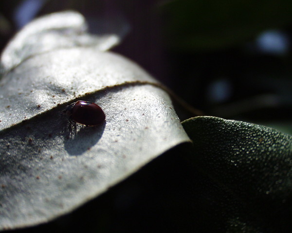 Lady Bug.