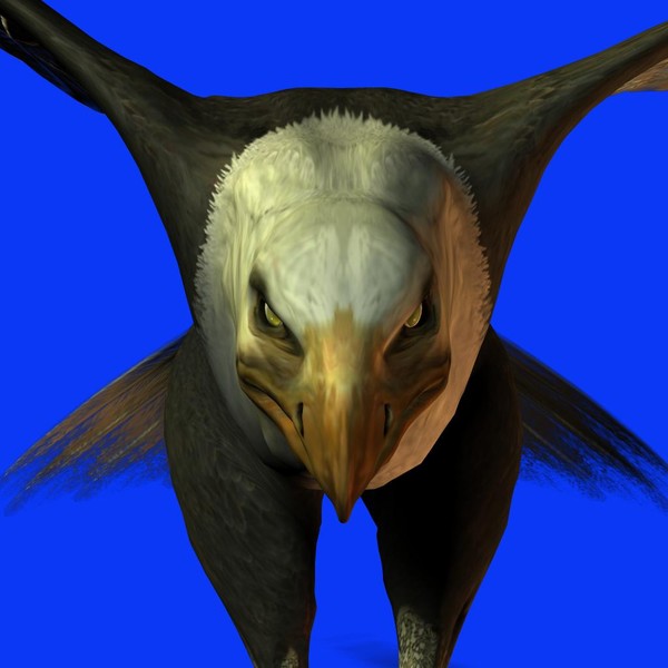 Eagle Eyed.