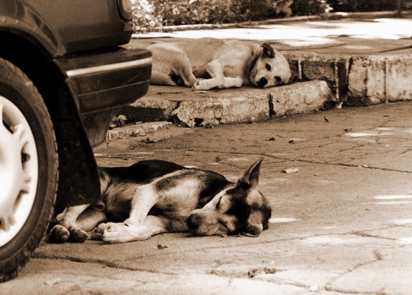 dogs