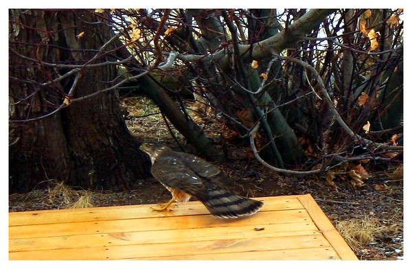 Hawk