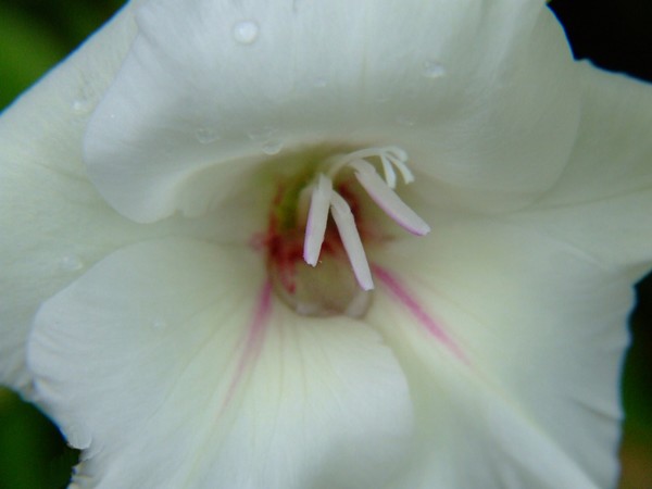 Up Close 034