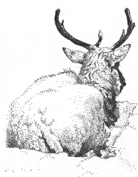 Elk in snow
