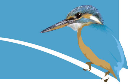 Kingfisher