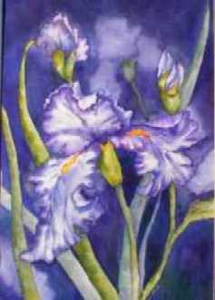 Iris Beauty