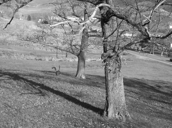 Hanuted Tree