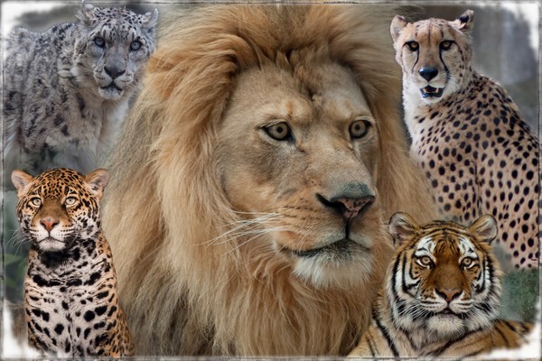 The Big Cats
