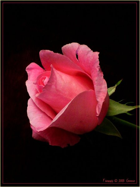 rose
