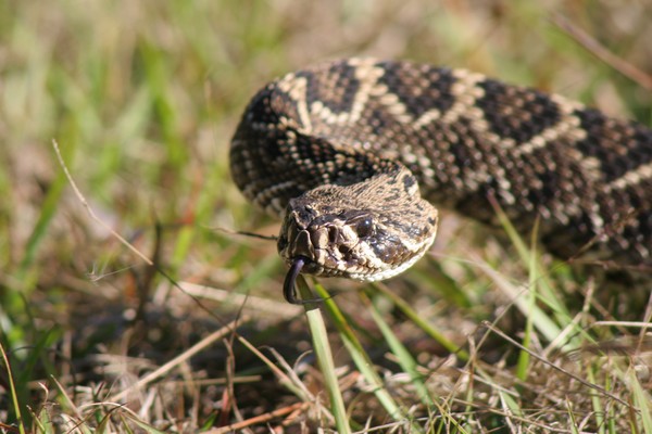 eastern diamondback