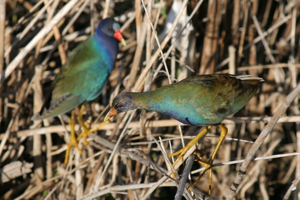 Purple Gallinule
