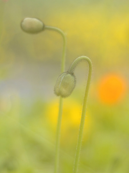 The Poppies