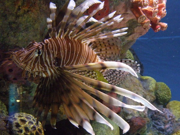 Lion Fish