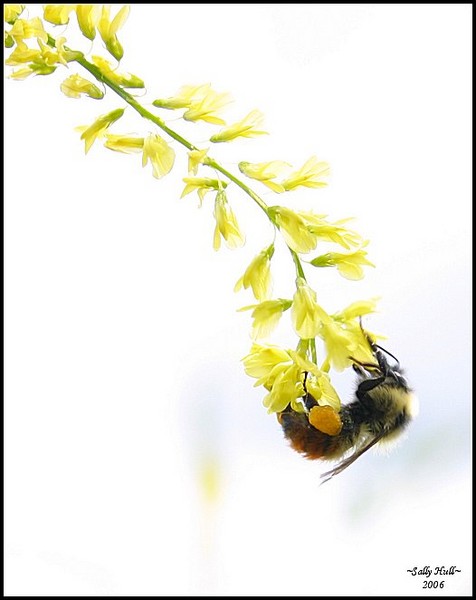 Busy Bee