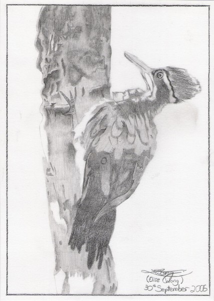 Pecking Wood