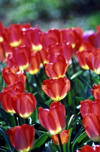 Tulips on Parade