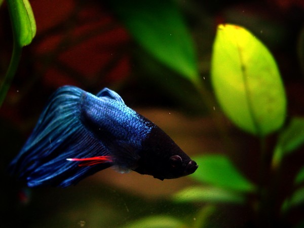 Blue Betta1