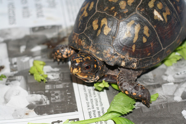 The Box Turtle