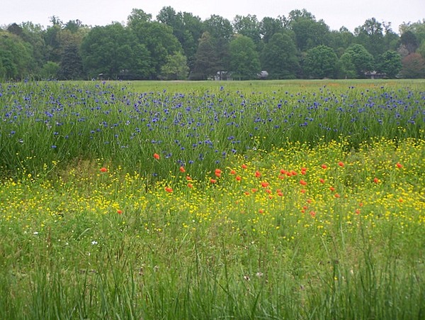 Field of Flowers