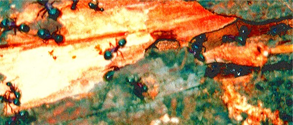 Invasion