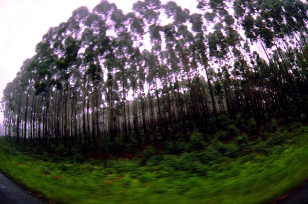 Passing  Trees