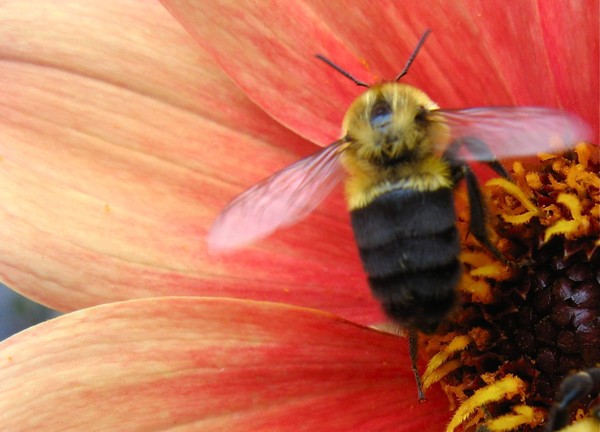 Bumblebee Pose