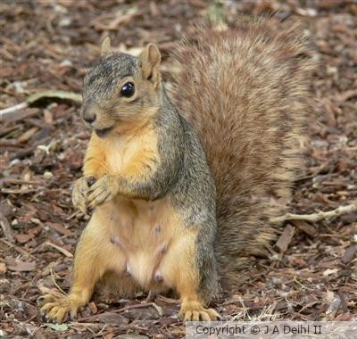 Mrs. Squirrel