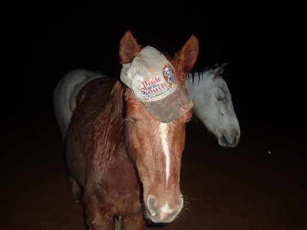 horse with a hat