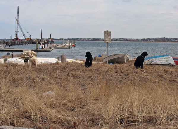 Nantucket dogs