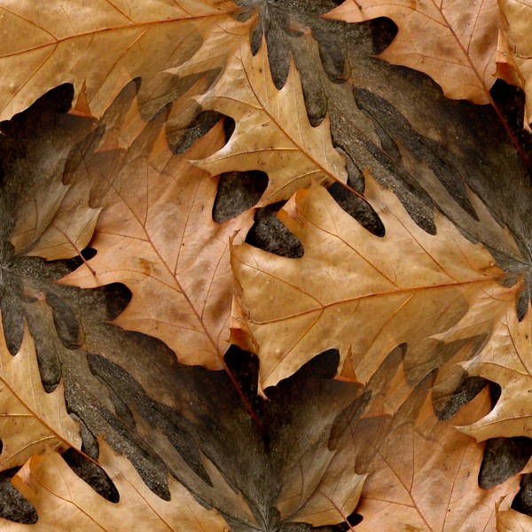Autumn Leaves (Five)