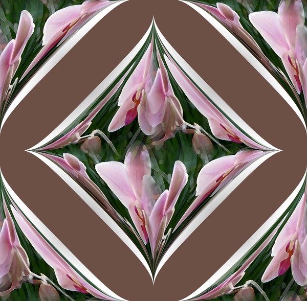 November Orchids (One)