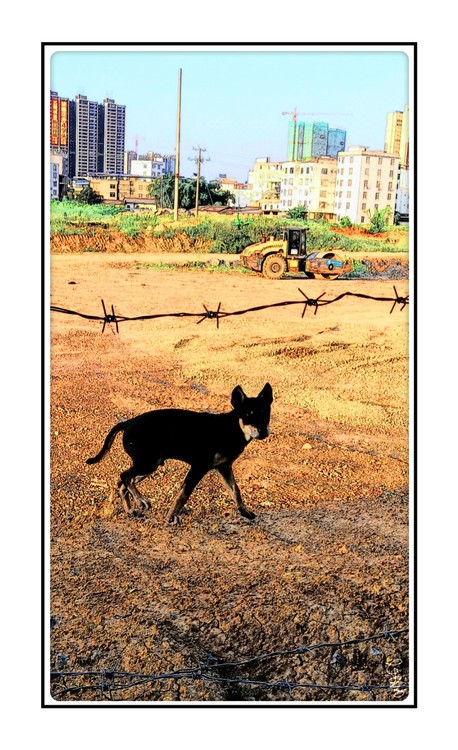 Black Dog at Yellow Sunset
