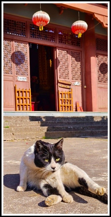 cat and old building