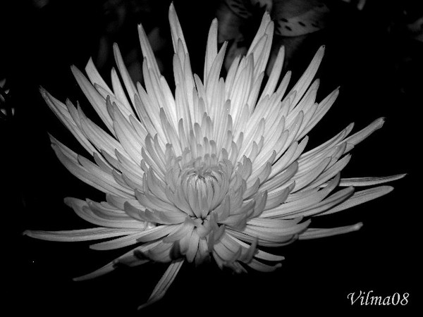 Untitled (B&W Floral)