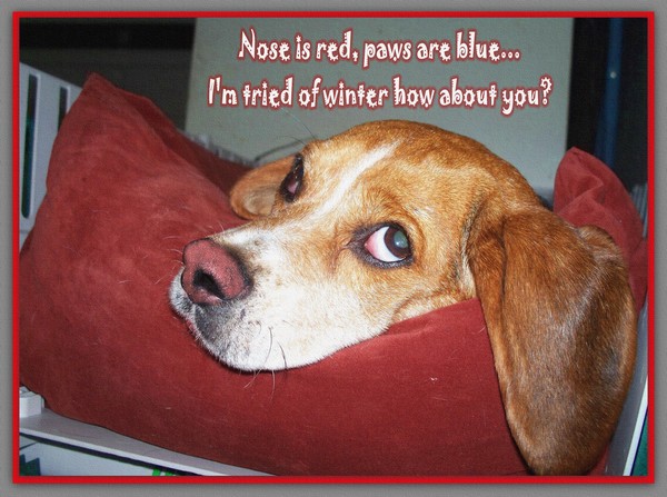 My Dog Shorty....