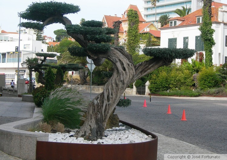Big Bonsai