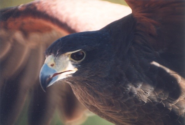 Harris Hawk