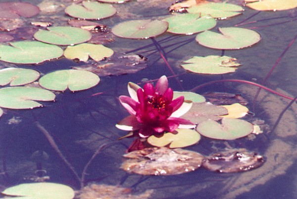 Chinese Cultural Center Water Lily