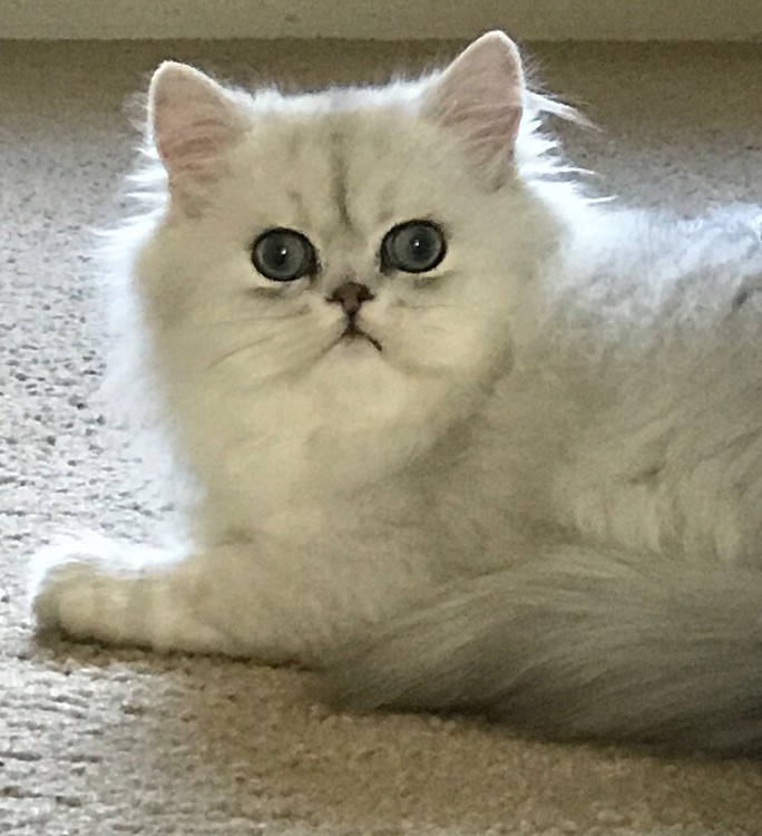 Tippy the Kitten