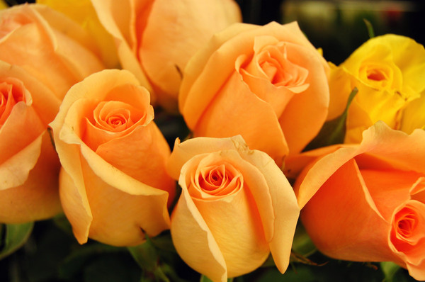 Bouquet of Roses