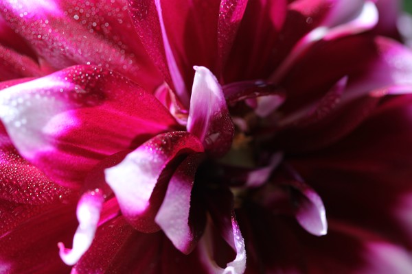 Bliss in the form of Dahlia