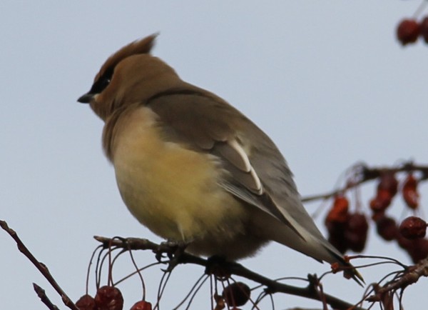 Fluffy relaxing Cedar Waxwing