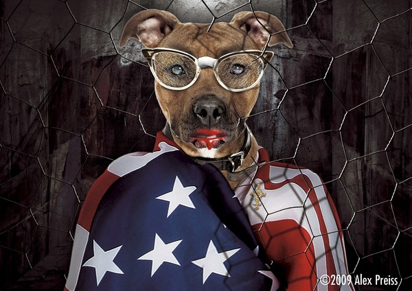 Going Rogue: A Kennel Story
