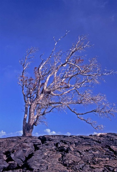 Silver Tree - Blue Sky