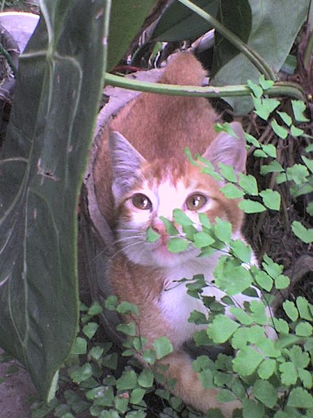 Little Coki
