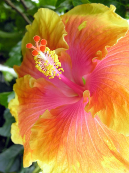 orange, pink, and yellow beauty