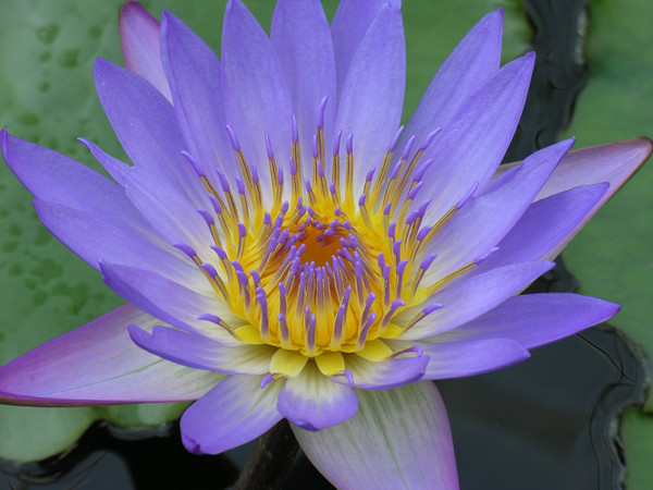 The Water Lily