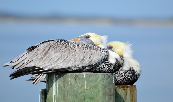 Pelicans Resting