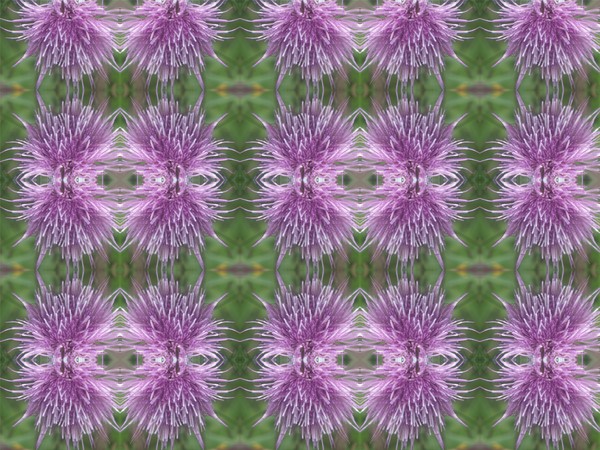 Purple Strings